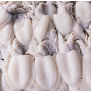 Frozen Squid