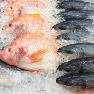 Frozen Fish